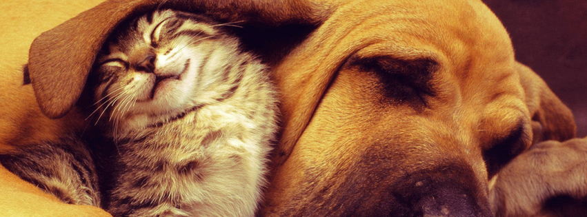 Cat and Dog Facebook Cover Preview