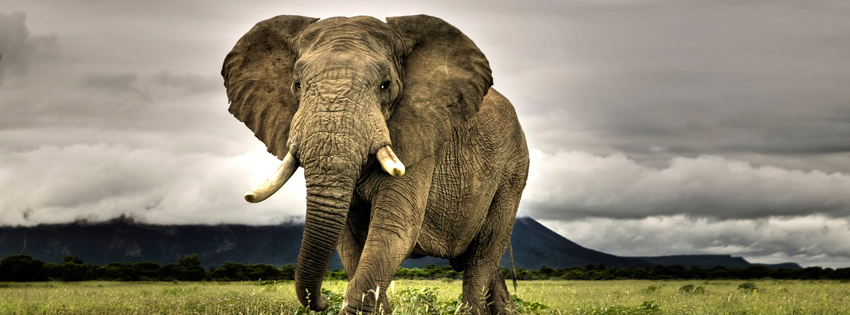 Amazing Elephant Facebook Cover