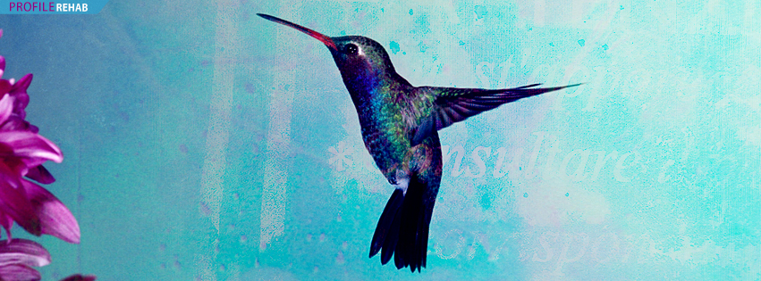 Hummingbird Timeline Cover