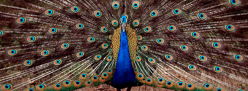 Beautiful Peacock Facebook Cover Preview