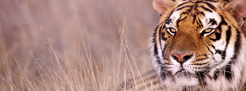Tiger in India Facebook Cover Preview