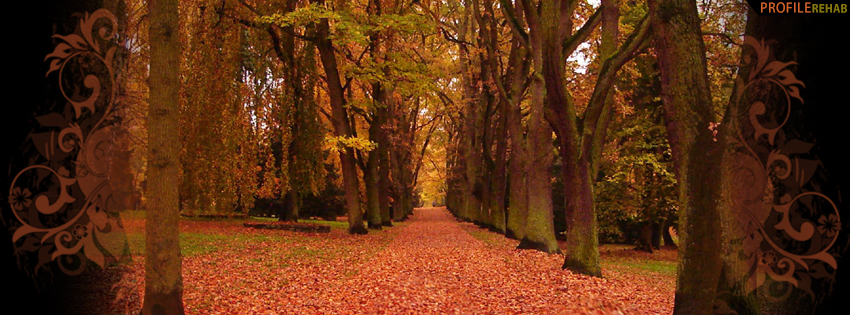 Fall Forest Facebook Cover - Images of Fall Leaves Photos - Beautiful Autumn Photos