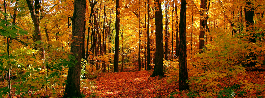 Fall Forest Facebook Cover - Beautiful Fall Scenes Images - Amazing Fall Days Pictures