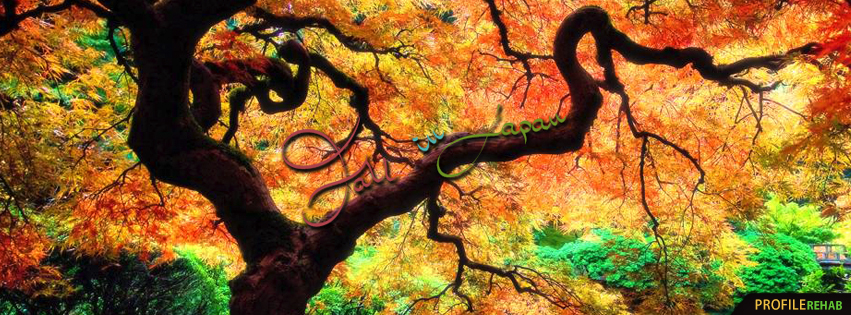 Amazing Fall in Japan Image - Japanese Maple Tree Images - Autumn Fall Photos