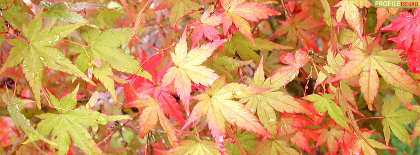 Green and Red Autumn Leaves Facebook Cover - Autumn Photography