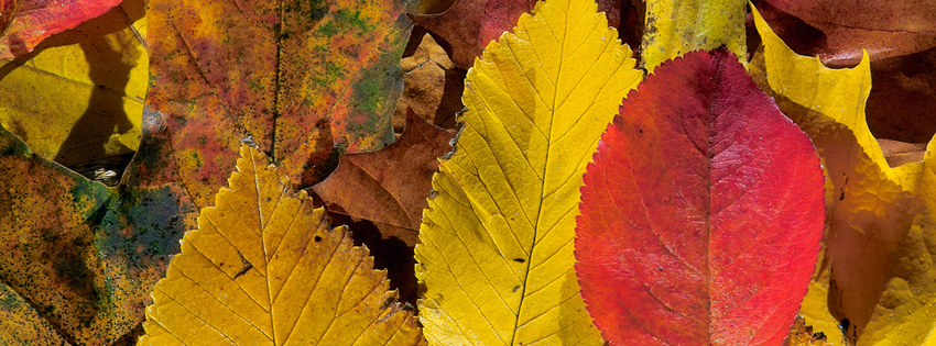 Colorful Autumn Leaves Facebook Cover - Facebook Fall Cover Photos Preview