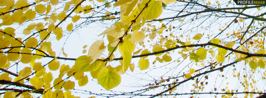 Yellow Fall Leaves Facebook Cover