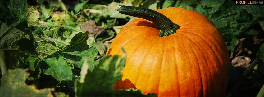 Fall Pumpkin Facebook Cover - Fall Pumpkin Pictures - Pumpkin Pics for Fall