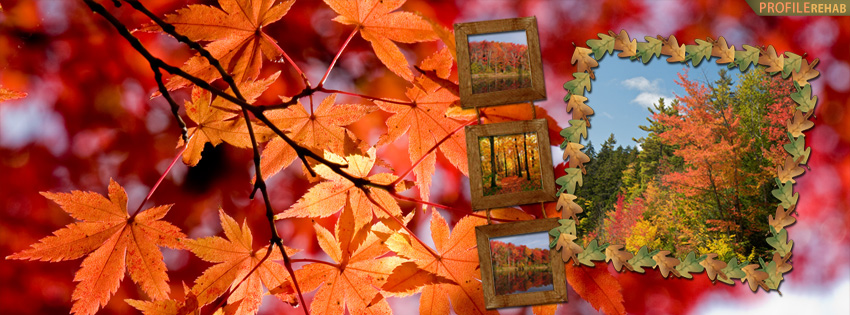 Autumn Scenery Facebook Cover - Orange Trees Images - Orange Leaves Pictures