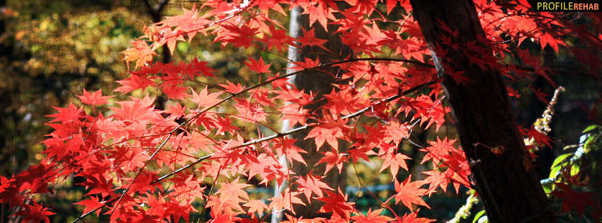 Fall Tree Facebook Cover - Fall Photography Facebook Cover Photos for Fall