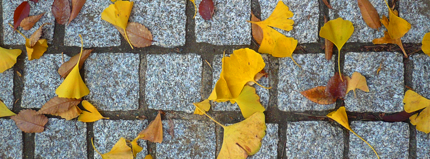 Autumn Leaves Fallen on Stones Facebook Cover - Fall Facebook Cover Photo Preview