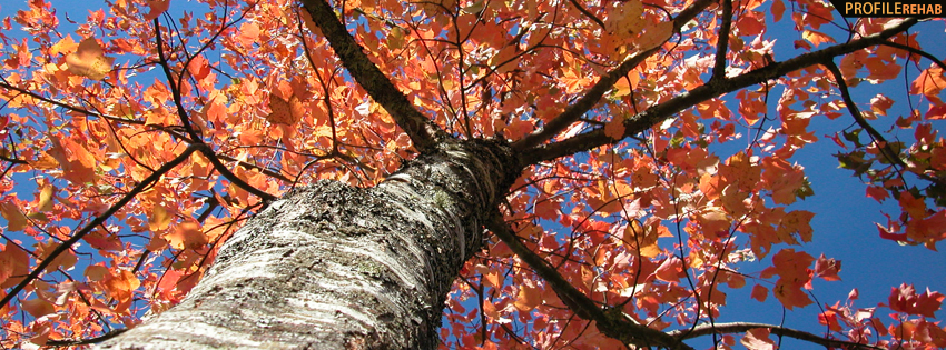Bright Orange Fall Tree Facebook Cover - Free Autumn Pictures - Fall Foliage Pictures Preview