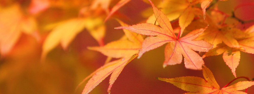 Orange Fall Leaves Facebook Cover - Beautiful Fall Leaves Pictures