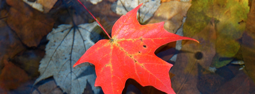 Red Autumn Leaf Facebook Cover - Facebook Cover Photos Fall - Fall Background Images 