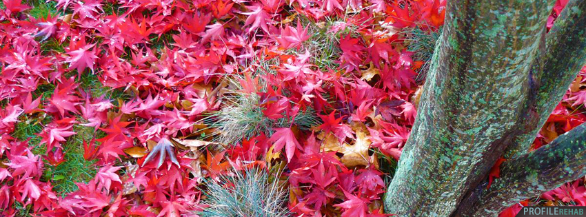Red Fall Leaves Facebook Cover - Fall Photos for Facebook Cover - Cool Fall Pictures