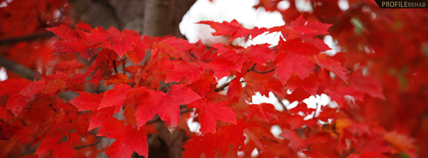 Red Fall Leaves Timeline Cover - Beautiful Picture of Fall Leaves
