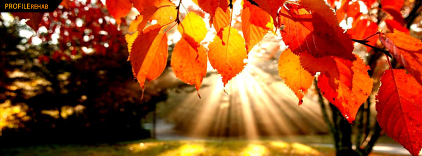 Amazing Red Leaves Facebook Cover - Beautiful Autumn Season Pictures