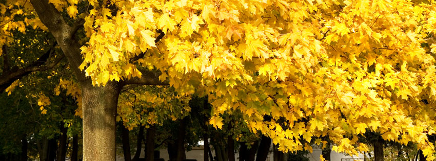 Yellow Autumn Tree Facebook Cover