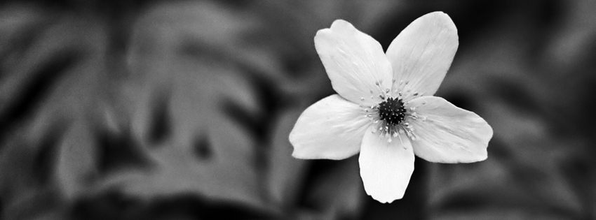 Black and White Flower Facebook Covers