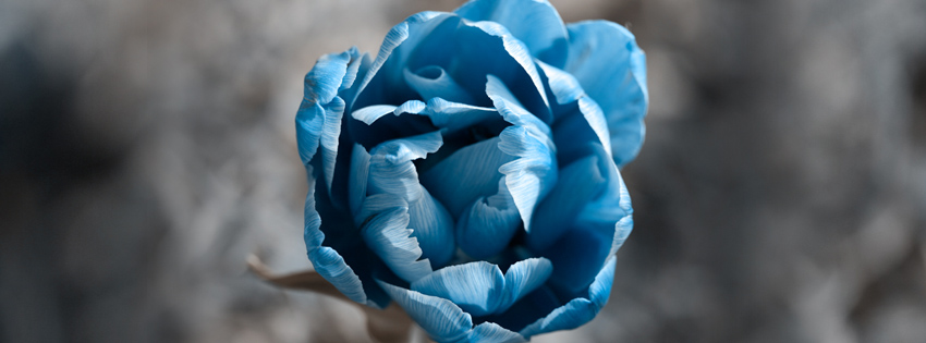 Blue Flower Facebook Cover Preview