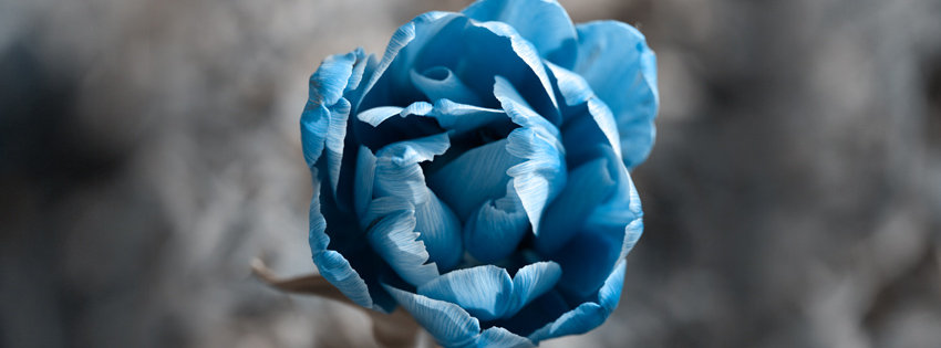 Blue Flower Facebook Cover