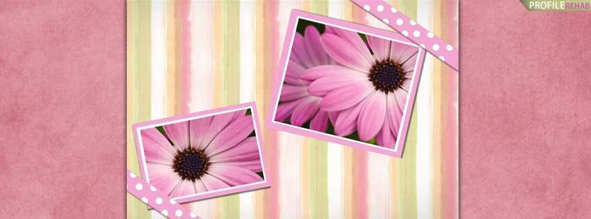 Pretty Gerbera Daisies Facebook Cover for Timeline Preview