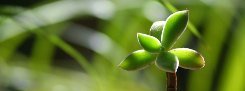 Unique Green Flower Facebook Cover