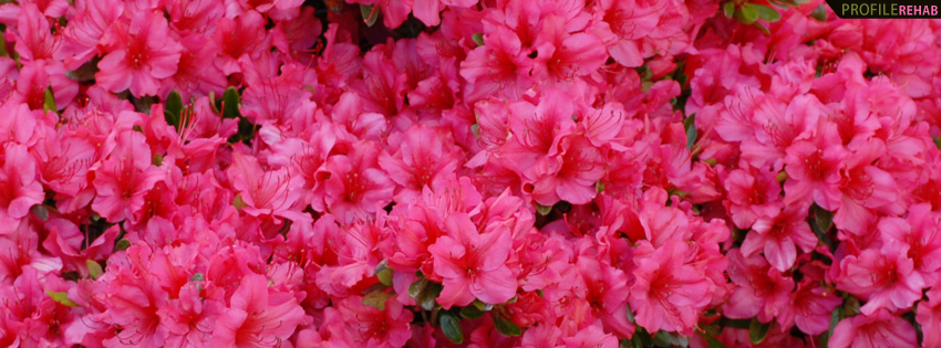 Hot Pink Flower Facebook Cover Preview