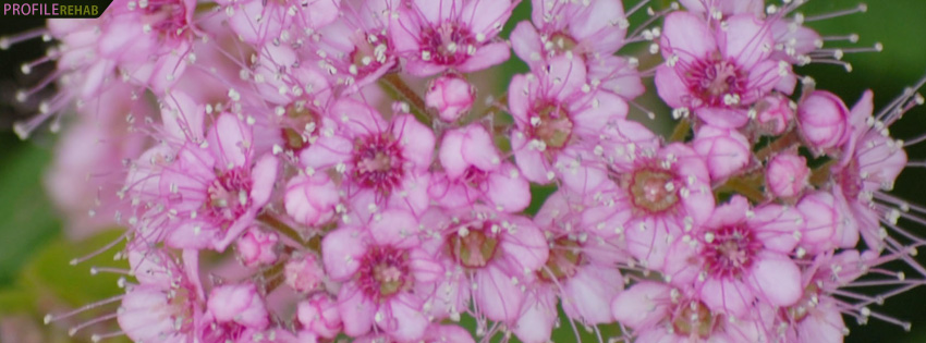 Pink Flowers Facebook Cover for Timeline Preview