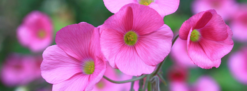 facebook cover images flowers