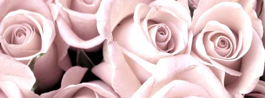 Pink Roses Facebook Cover
