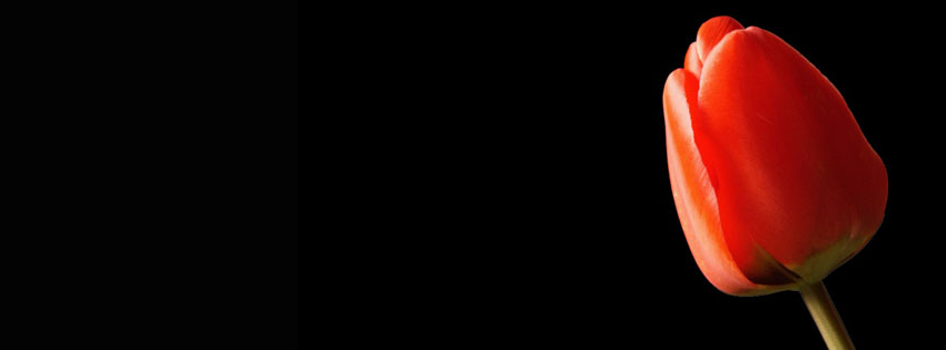 Red Tulip Facebook Cover