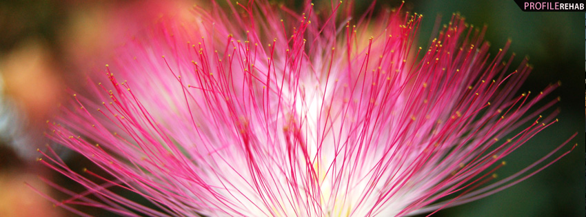 Unique Hot Pink Flower Facebook Cover Preview