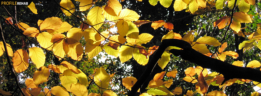 Yellow Fall Leaves Facebook Cover - Autumn Leaves Download - Pretty Fall Leaves Images