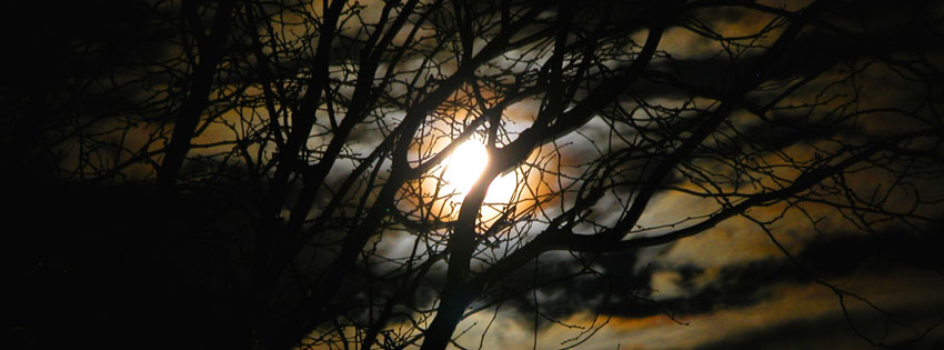 Creepy Moonlight through Trees Facebook Cover - Creepy Halloween Pictures  Preview