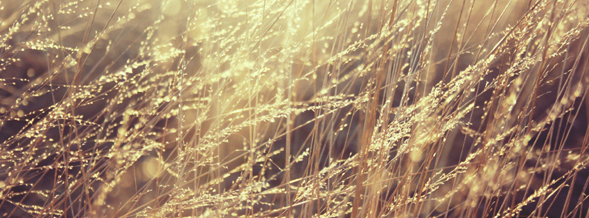 Field of Gold Facebook Cover Preview