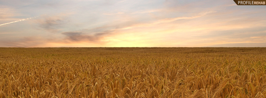 Wheat Field Facebook Cover with Sunset Preview