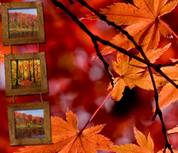 Orange Fall Leaves Twitter Background - Autumn Scenery Design for Twitter