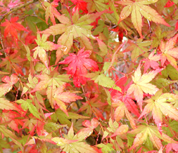 Tiling Autumn Leaves Twitter Background - Fall Leaves Background for Twitter