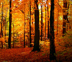 Autumn Forest Default Layout - Fall Trees Default Theme for Myspace