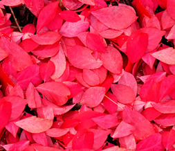Pretty Fall Leaves Default Layout- Red Autumn Theme for Myspace Preview