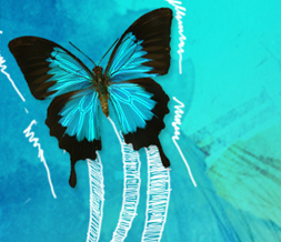 Blue & Pink Butterfly Twitter Background