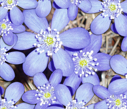 Purple Flower Default Layout - Blue Default Flower Theme for Myspace