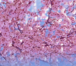 Free Cherry Blossoms Twitter Background-Pink Cherry Tree Theme for Twitter