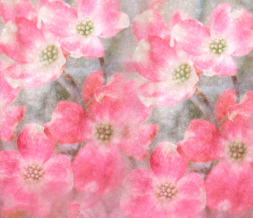 Pink Dogwood Default Myspace Layout-Gray & Pink Flower Layout