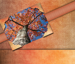 Fall Tree Twitter Background - Pretty Autumn Theme for Twitter