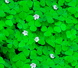 Green Clovers Default Layout - Green Leaves Default Theme