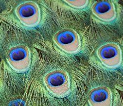 Peacock Pattern Default Layout - Peacock Feathers Layout for Myspace