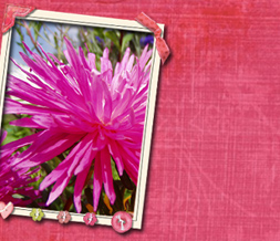 Pink Dahlia Twitter Background - Hot Pink Flower Theme for Twitter