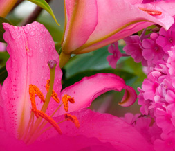 Hot Pink Flower Default Layout- Pretty Flower Default Theme for Myspace Preview